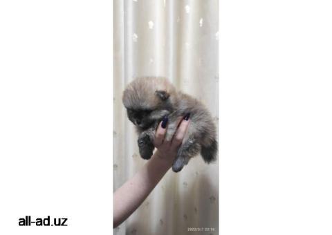 Щенки померанского шпица