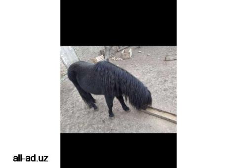 Лошади пони продаются